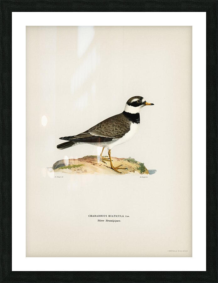 European roller CORACIAS GARRULUS Picture Frame print