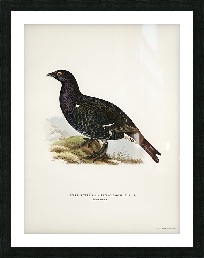 Hybrid between black grouse and western capercaillie Lyrurus tetrix ♂ x Tetrao urogallus ♀ Picture Frame print