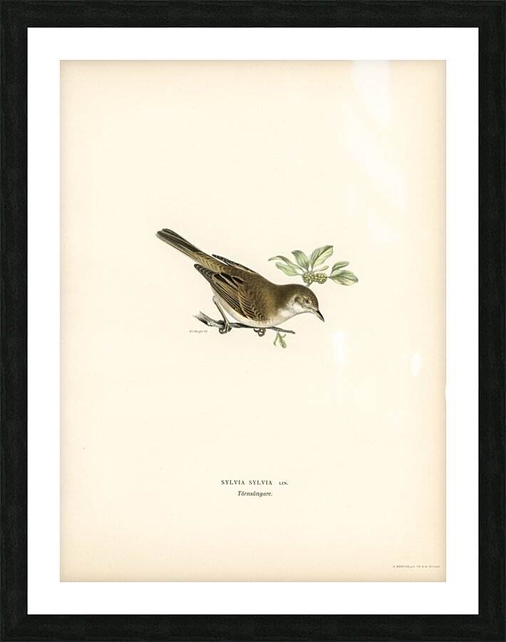 Common whitethroat Sylvia communis Picture Frame print