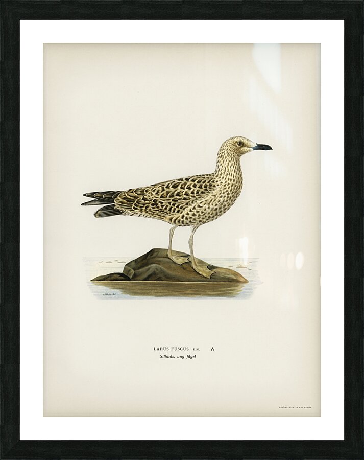 Leser black-backed gull Larus fuscus Picture Frame print