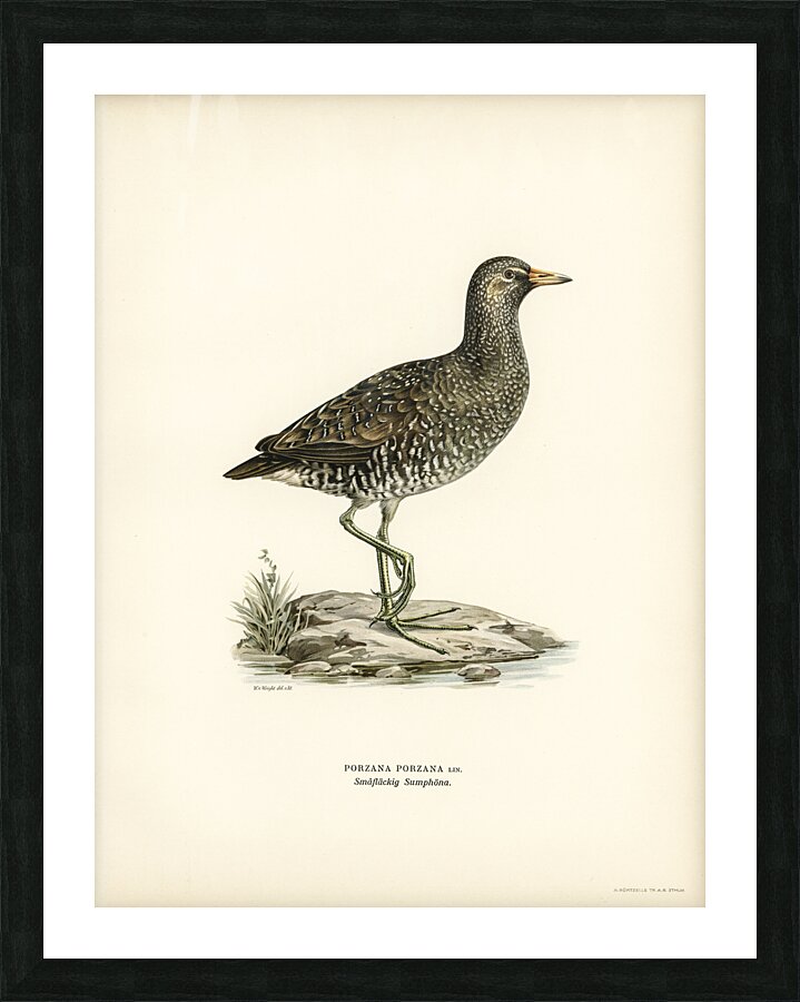 Water rail Rallus Aquaticus Picture Frame print