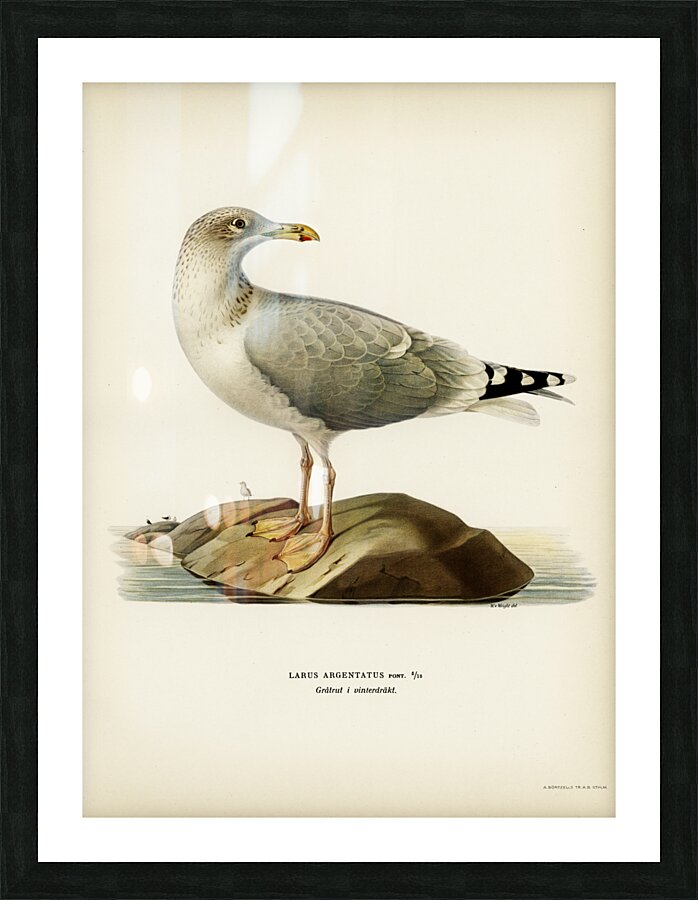 European herring gull Larus argentatus Picture Frame print