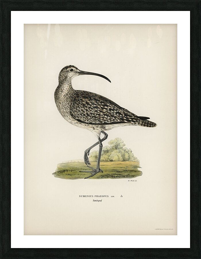 Whimbrel Numenius phaeopus Picture Frame print