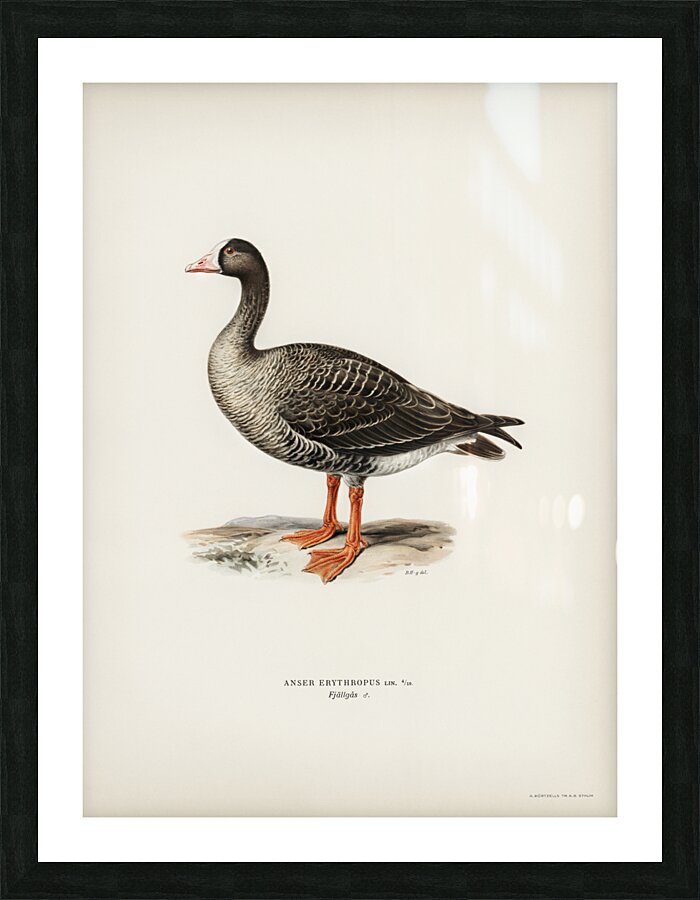 Anser erythropus ♂ Picture Frame print