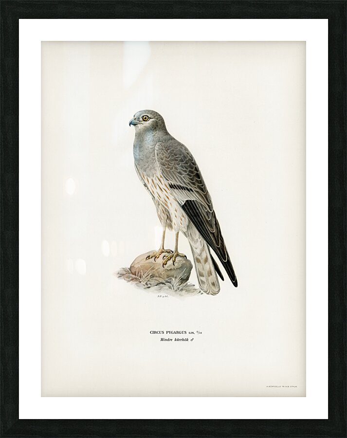 Montagu&39s Harrier male Circus pygargus Picture Frame print