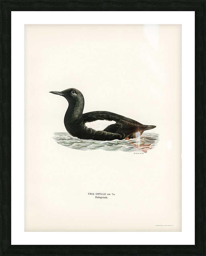 Black guillemot Uria Grylle Picture Frame print