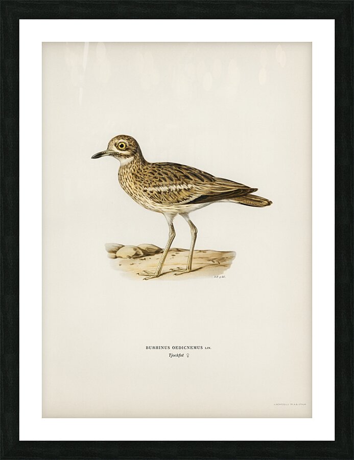 Eurasian stone curlew burhinus oedicnemus Picture Frame print