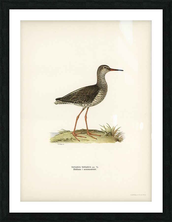 Common redshank Totanus totanus Picture Frame print
