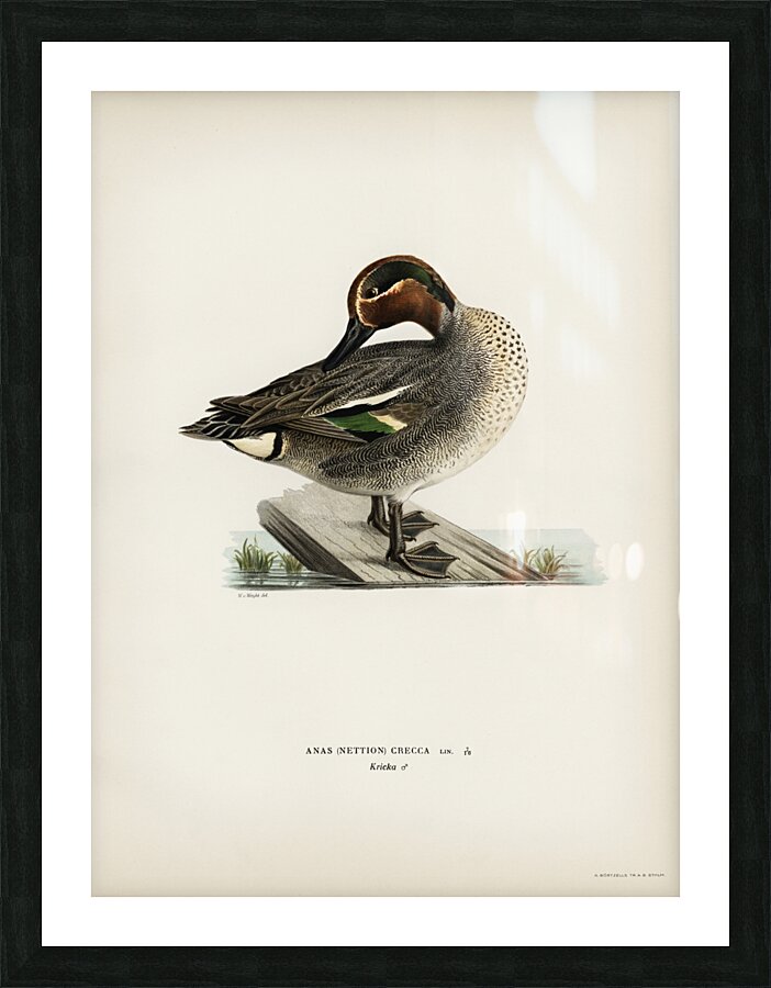 Anas Nettion Crecca Picture Frame print