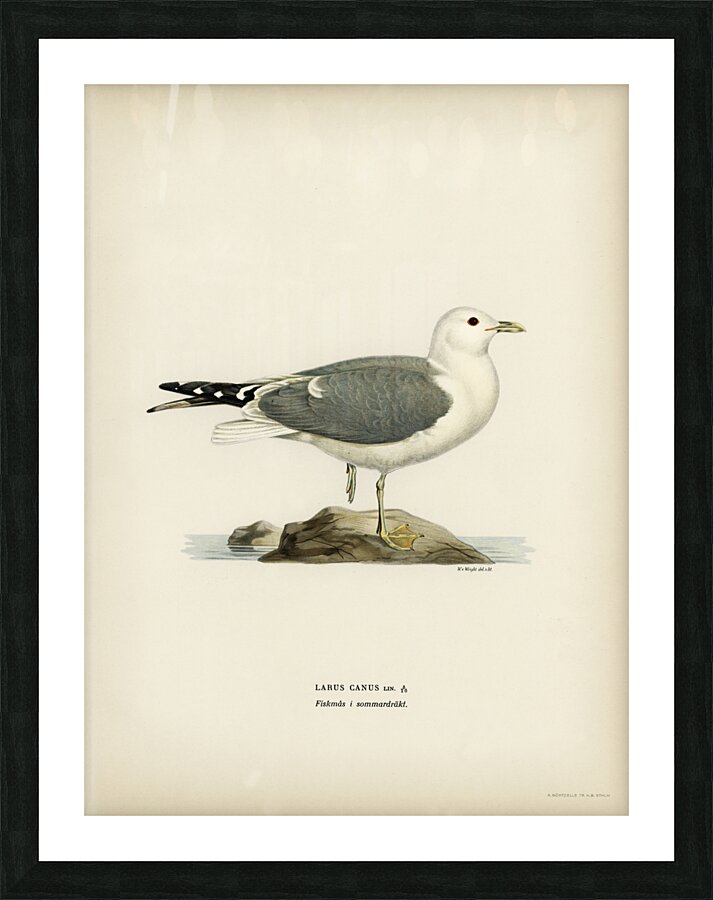 Common gull larus canu Picture Frame print
