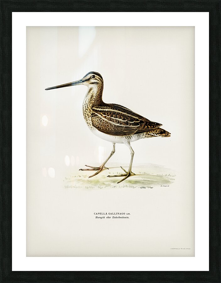 Common snipe capella gallinago Picture Frame print