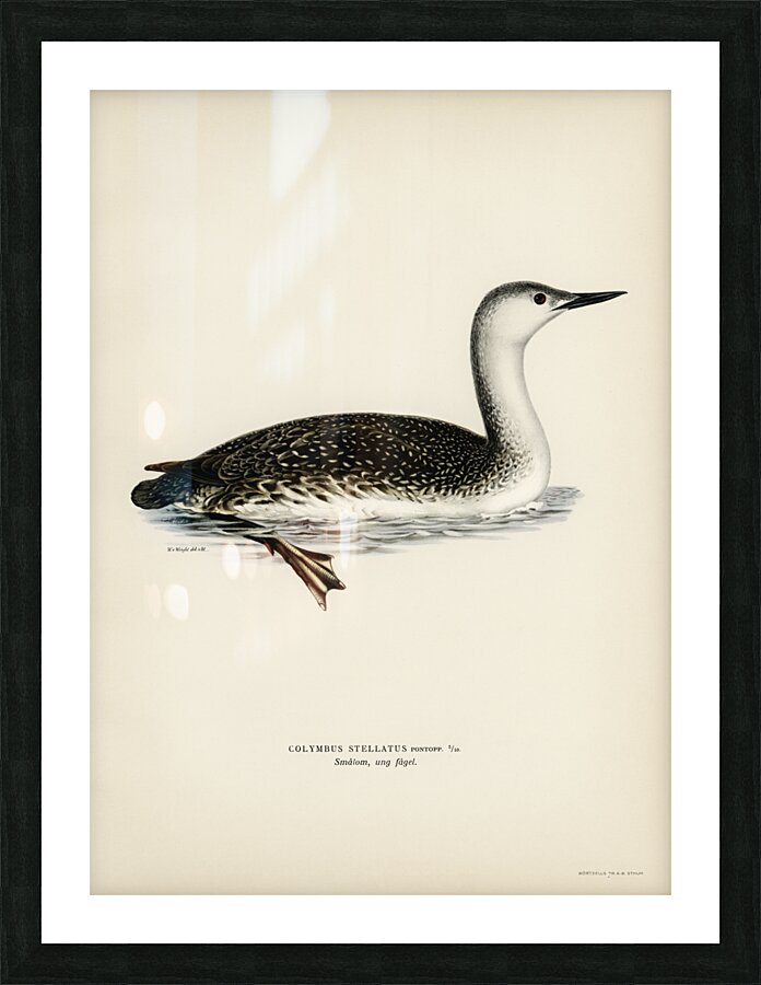Red-thoated loon Colymbus stellatus Picture Frame print