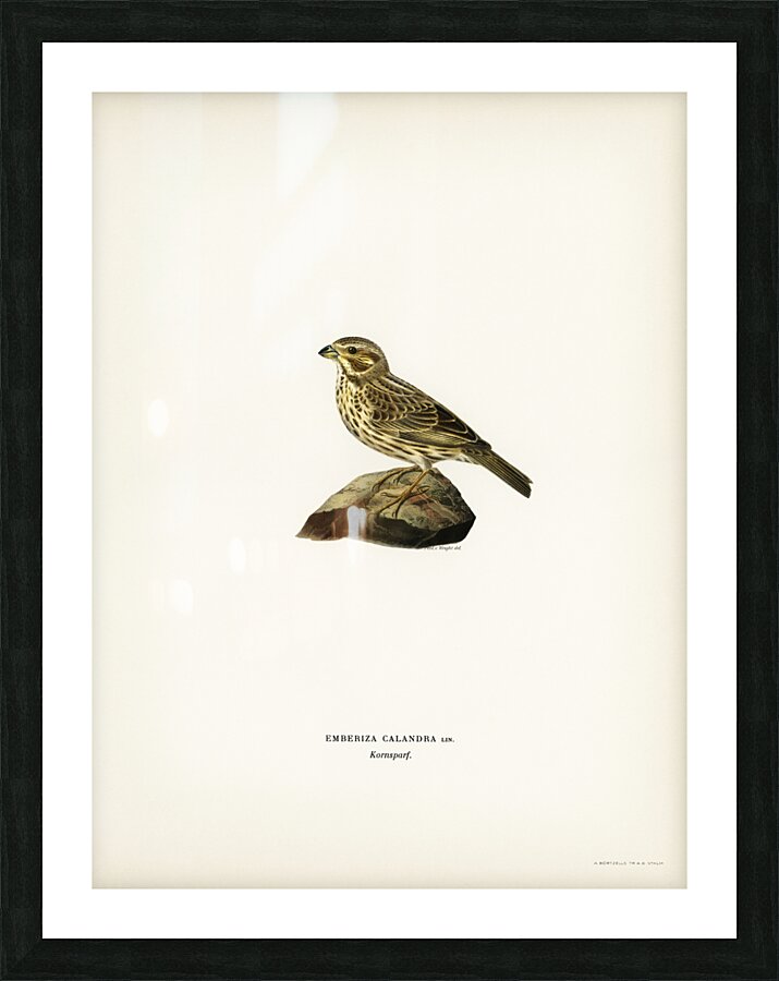 Corn bunting EMBERIZA CARLANDRA Picture Frame print