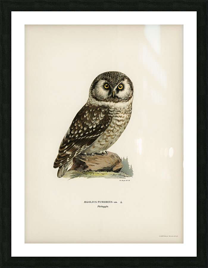 Boreal Owl Tengmalm&39s Owl Aegolius funereus Picture Frame print