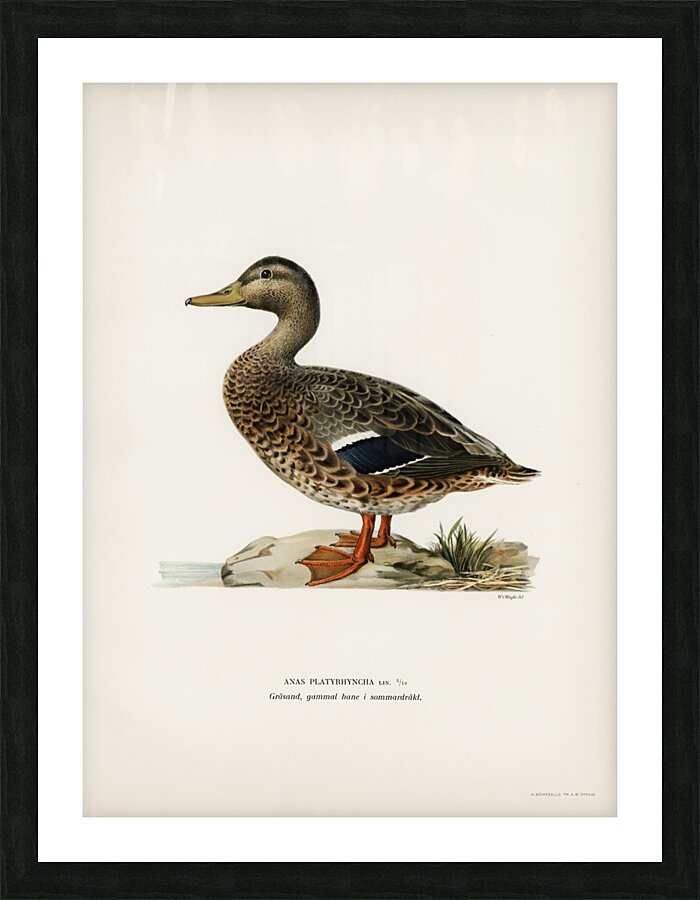 Boreal Owl Tengmalm&39s Owl Aegolius funereus Picture Frame print