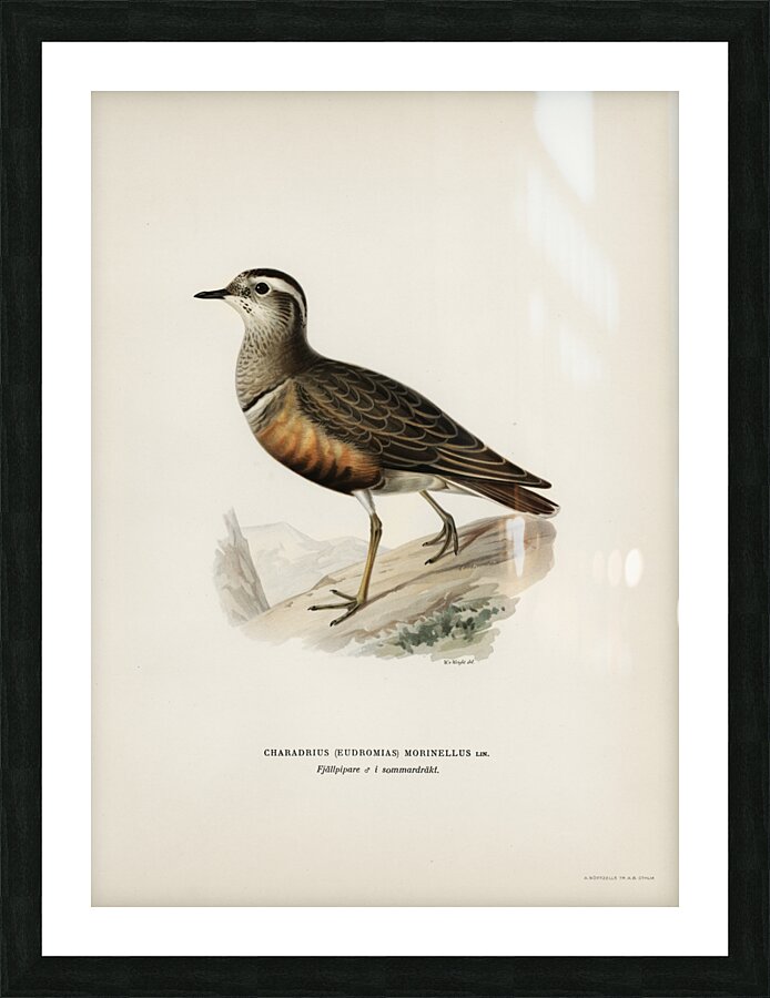 Eurasian dotterel ♂ Charadrius eudromias morinellus Picture Frame print