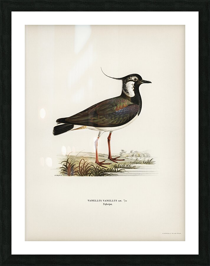 Northern labwing Vanellus vanellus Picture Frame print