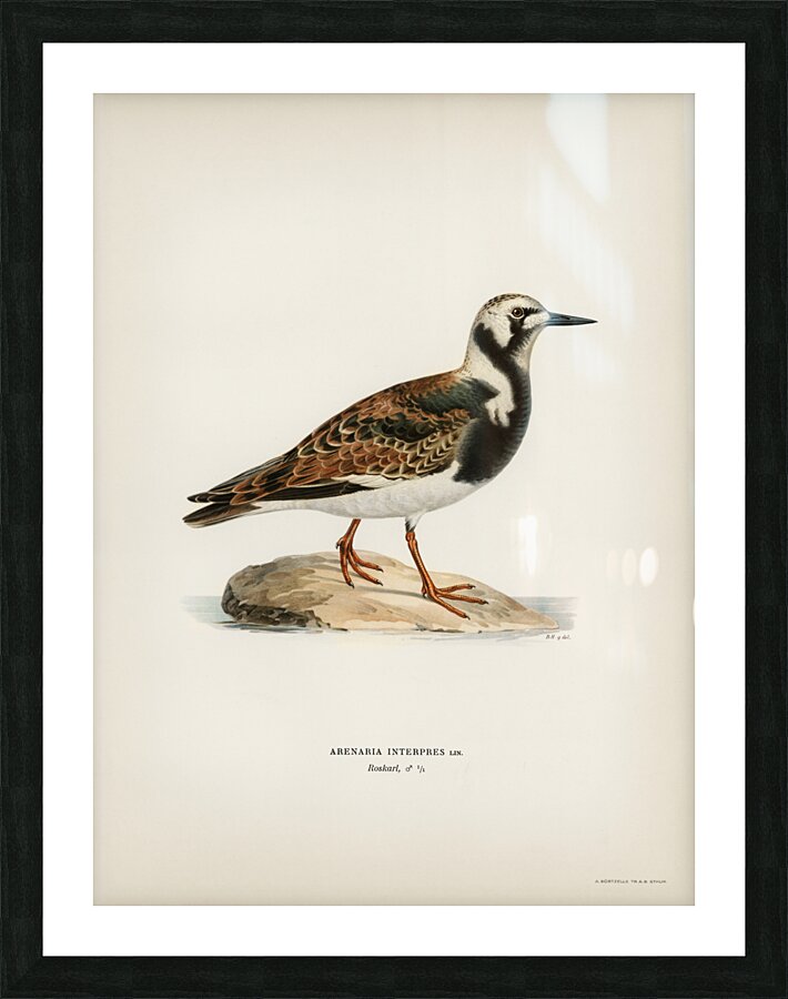 Ruddy turnstone arenaria interpres  Picture Frame print