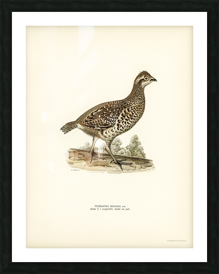 Hazel grouse tetrastes bonasia Picture Frame print