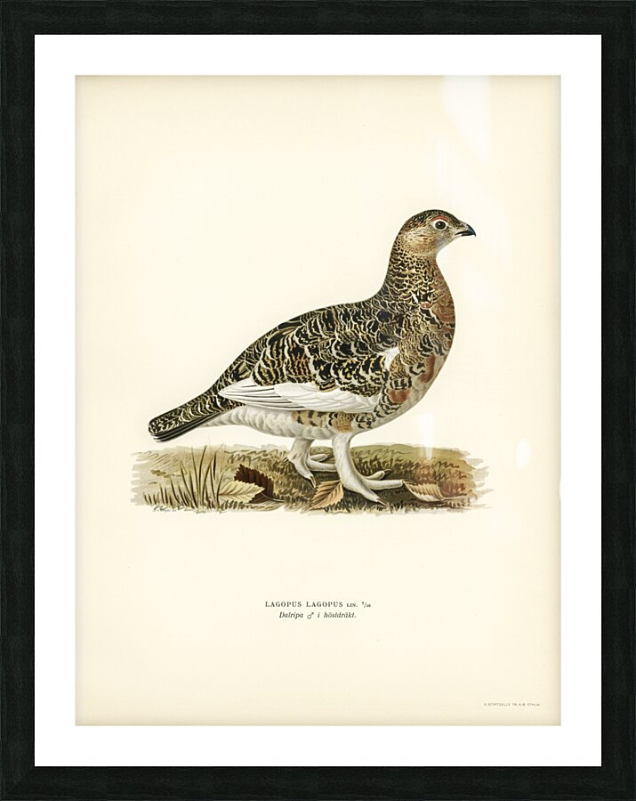 Willow ptarmigan male Lagopus lagopus Picture Frame print