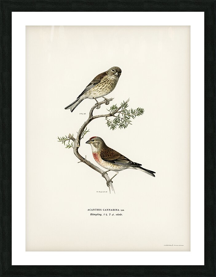 Common linnet Acanthis cannabina Picture Frame print