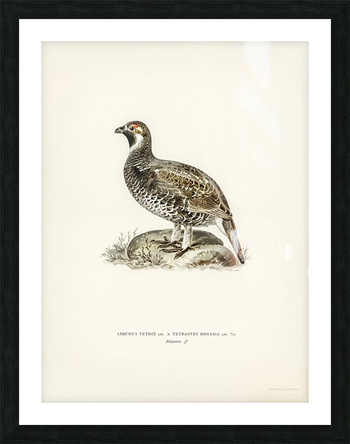 lyrurus tetrix tetrastes bonasia Picture Frame print