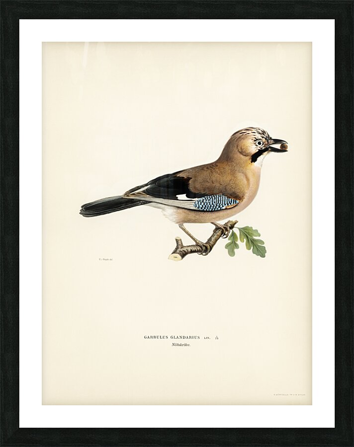 Eurasian jay Garrulus glandarius Picture Frame print