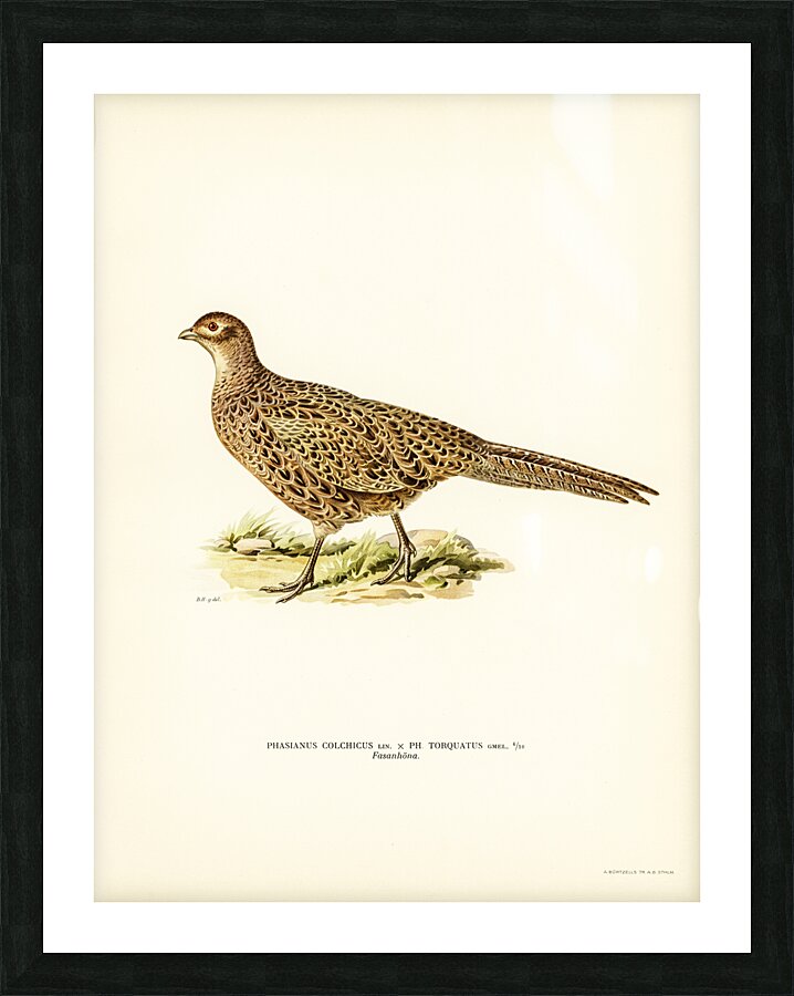 Pheasant Phasianus Colchicus Picture Frame print