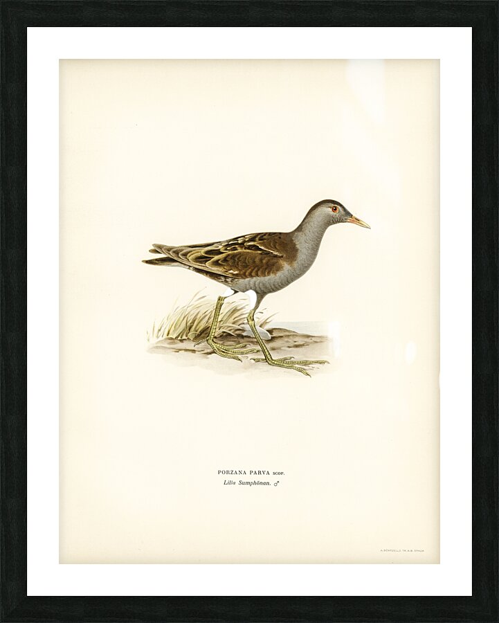 Little crake porzana parva Picture Frame print