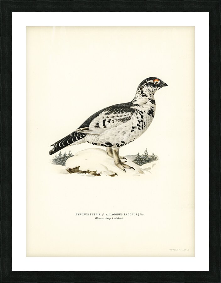Hybrid between Black grouse and Willow ptarmigan Lyrurus tetrix ♂ x lagopus lagopus ♀ Picture Frame print