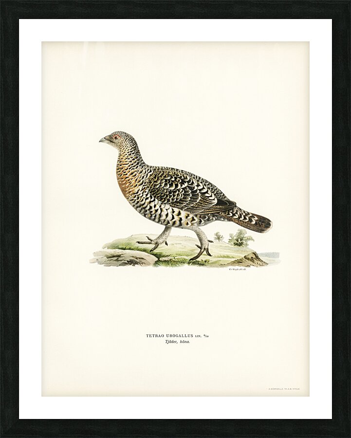 Western Capercaillie Tetrao Urogallus  Picture Frame print
