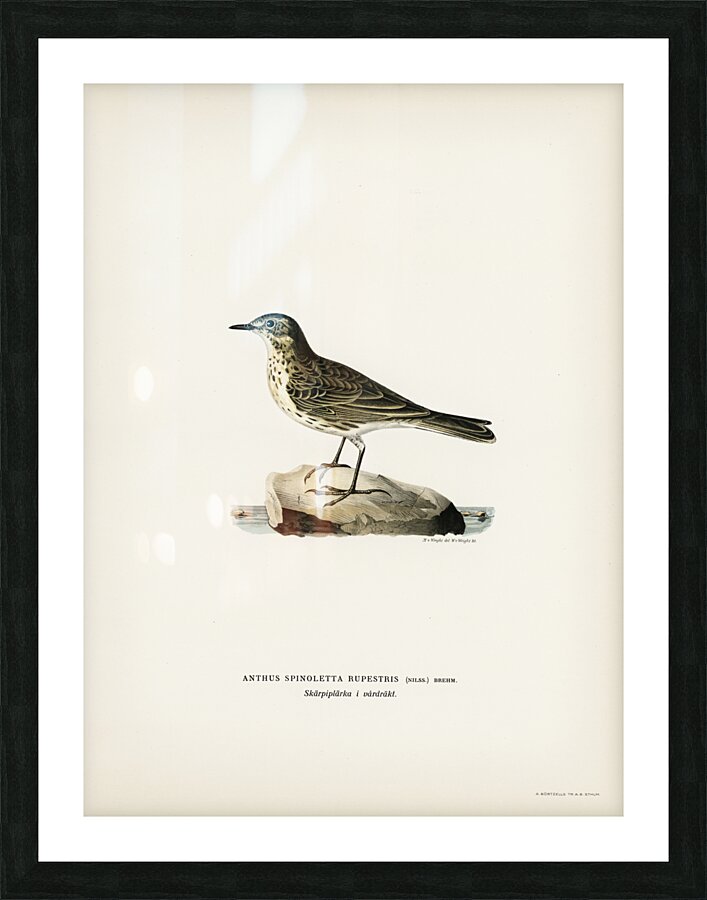 Water pipi ANTHUS SPINOLETTA RUPESTRIS Picture Frame print