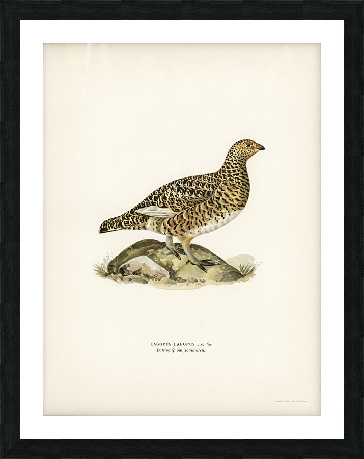 Water pipi ANTHUS SPINOLETTA RUPESTRIS Picture Frame print