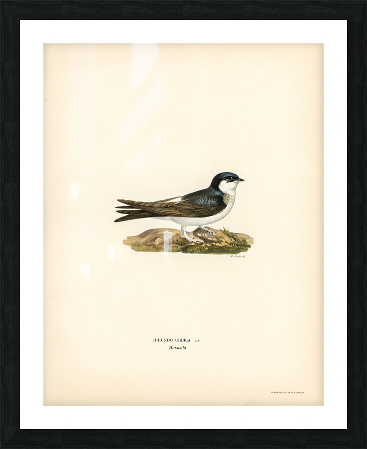 Hirundo Urbica Picture Frame print