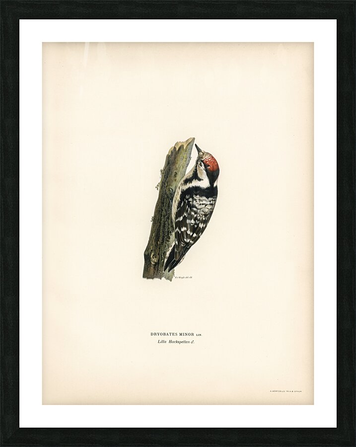 Lesser spotted woodpecker Dryobates minor Picture Frame print