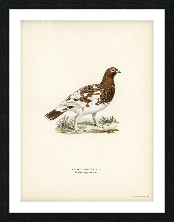Willow ptarmigan Picture Frame print