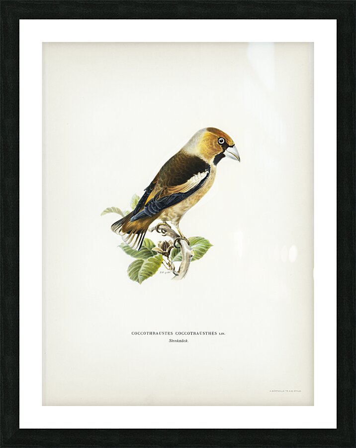 Hawfinch Coccothraustes coccothraustes Picture Frame print