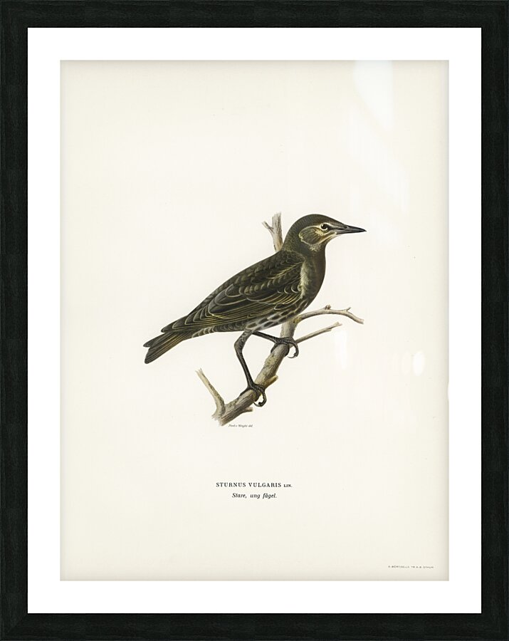 Starling Sturnus vulgaris Picture Frame print