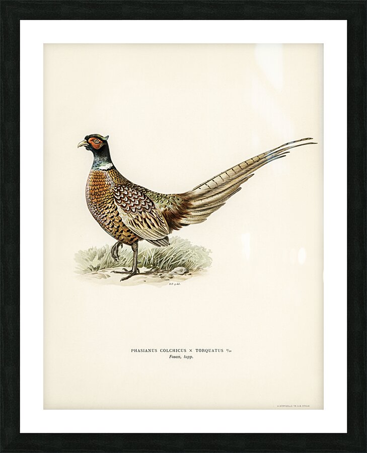 Ring-necked Pheasant phasianus colchicus torquatus Picture Frame print