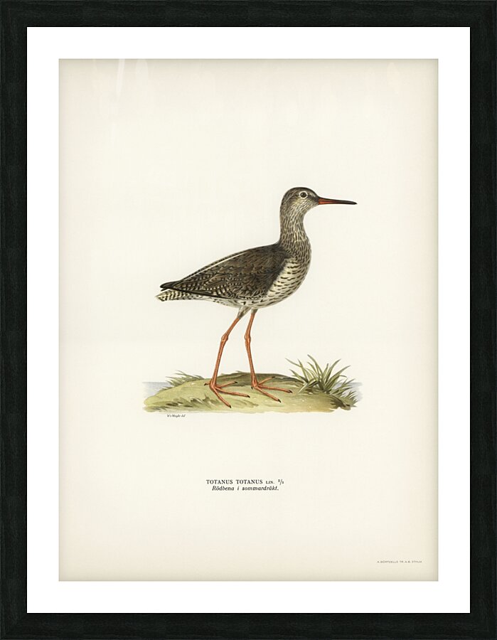 Common redshank Totanus totanus Picture Frame print