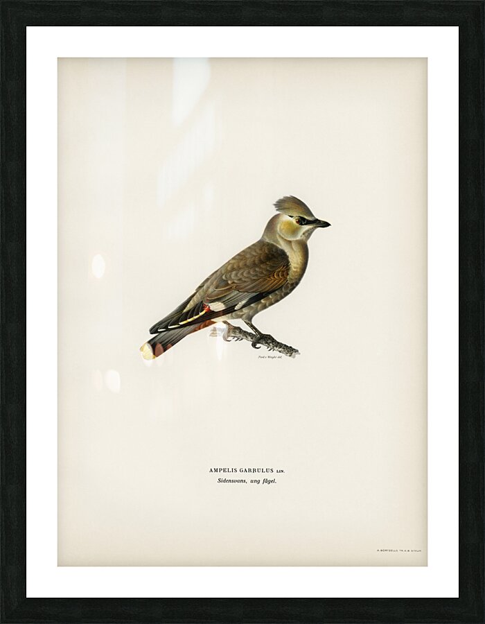 AMPELIS GARRULUS Picture Frame print