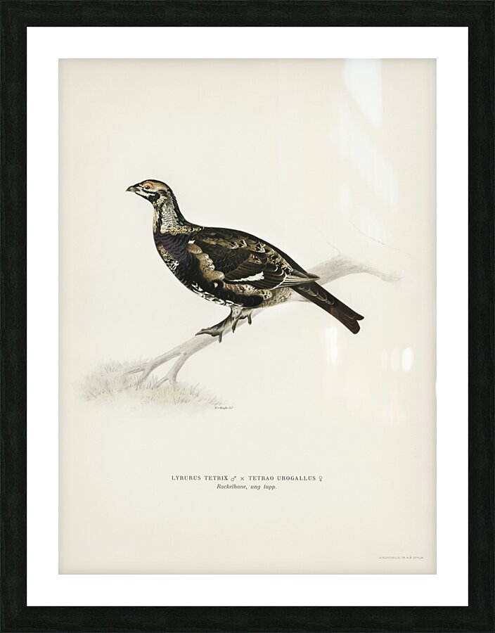 Hybrid between Black grouse and Willow ptarmigan Yrurus tetrix x lagopus lagopus Picture Frame print