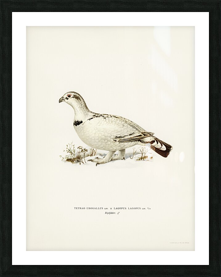 Hybrid between Western capercaillie and Willow ptarmigan Tetrao urogallus x lagopus lagopus Picture Frame print