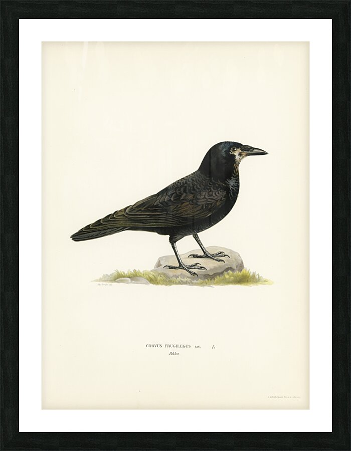 Rook Corvus Frugilegus Picture Frame print