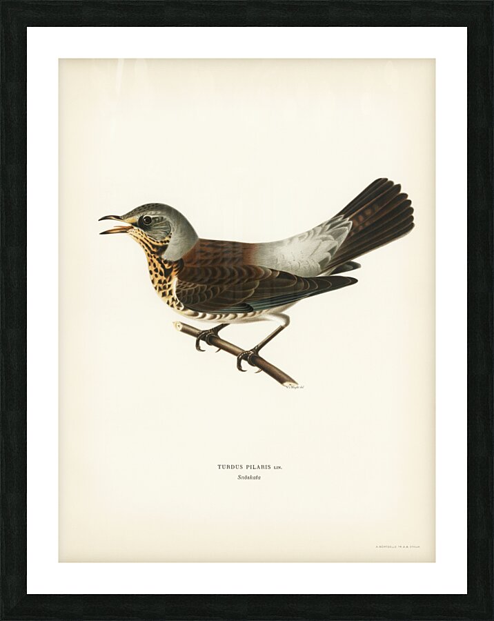 Fieldfare Turdus pilaris Picture Frame print