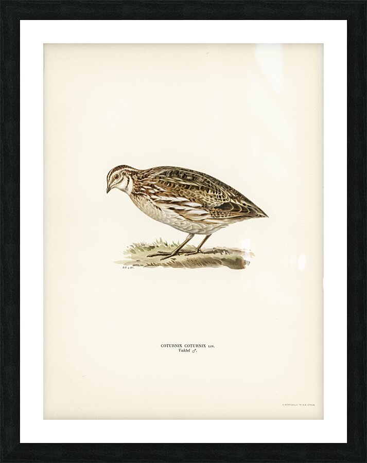 Common quail Coturnix coturnix Picture Frame print