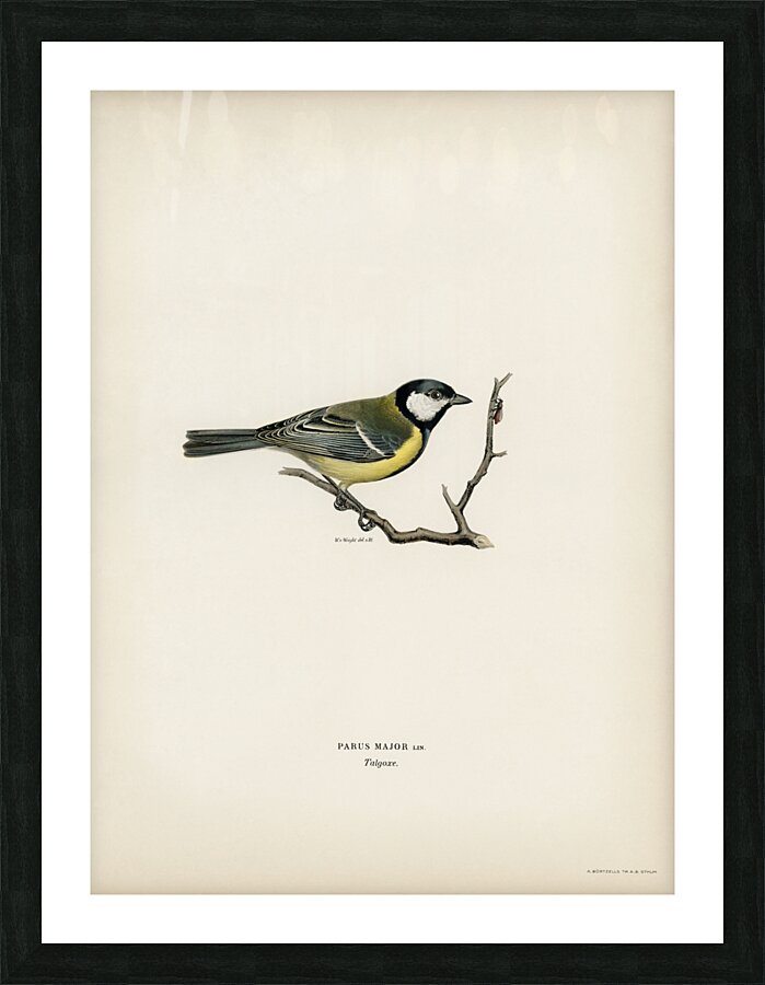 Talgoxe PARUS MAJOR LIN. Picture Frame print