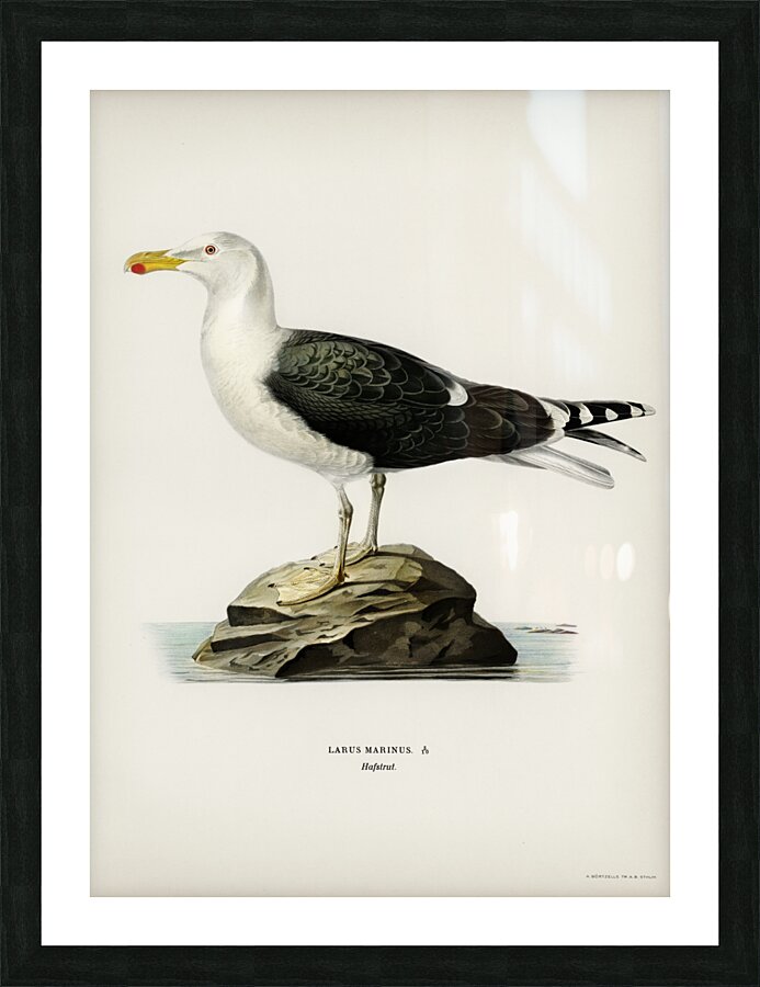 Great black-backed gull Larus Marinus Picture Frame print