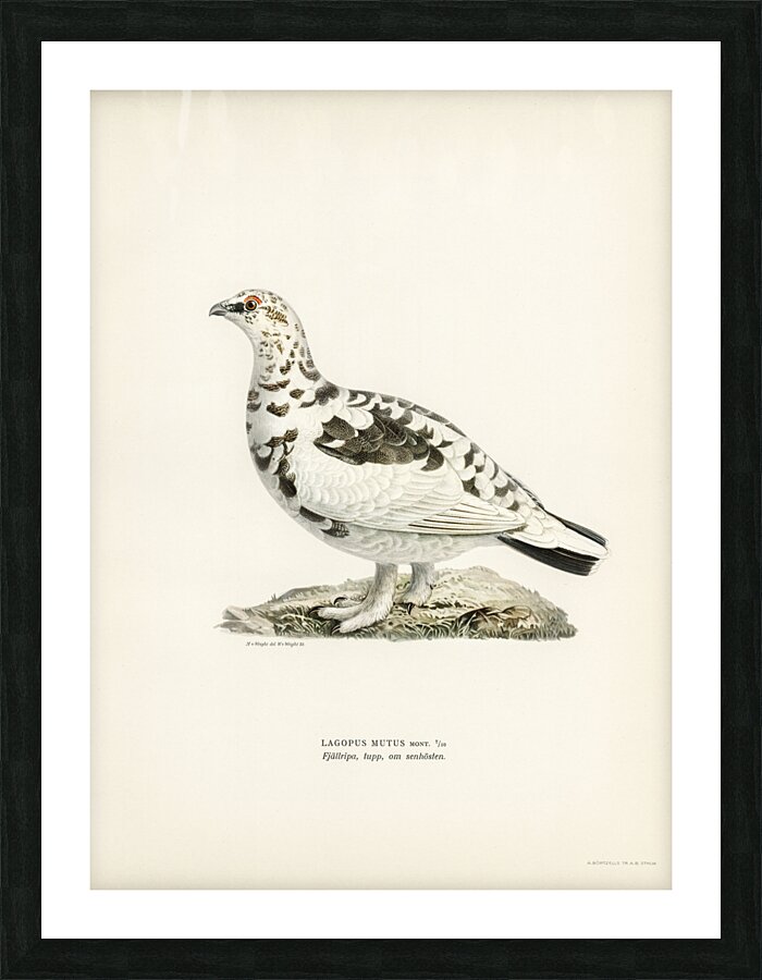 Rock ptarmigan Lagopus mutus Picture Frame print