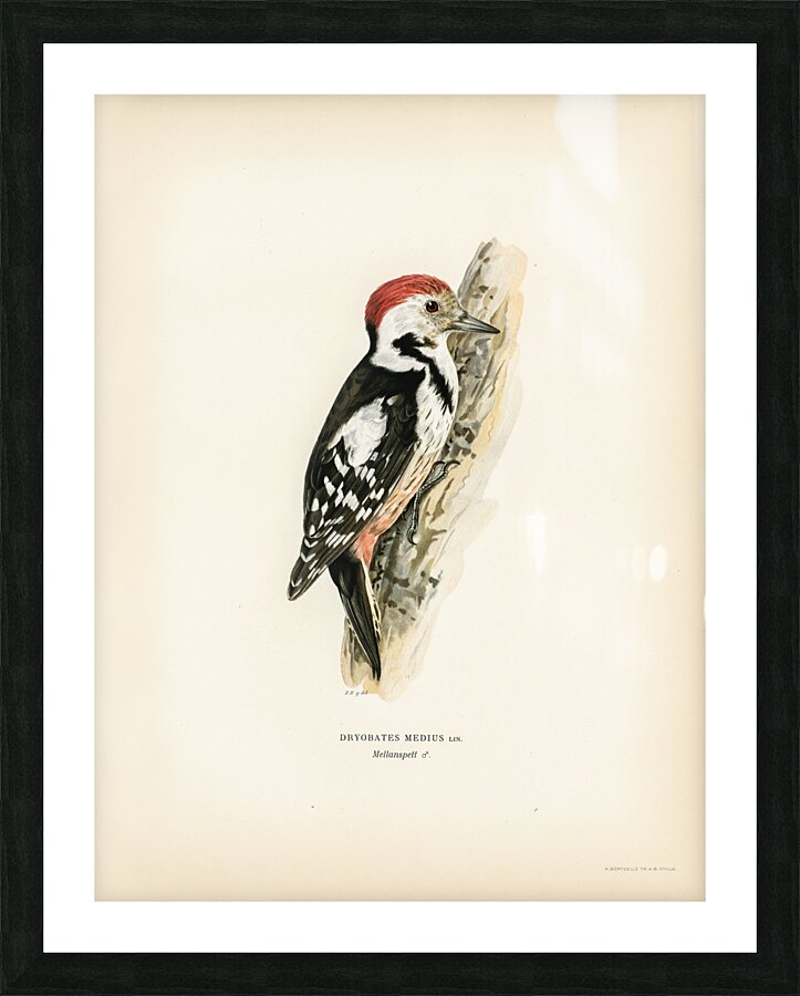 Dryobates medius Picture Frame print